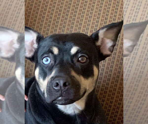 Medium Photo #8 Australian Kelpie-Unknown Mix Puppy For Sale in Corona, CA, USA