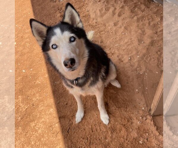 Medium Photo #36 Siberian Husky Puppy For Sale in Kanab, UT, USA