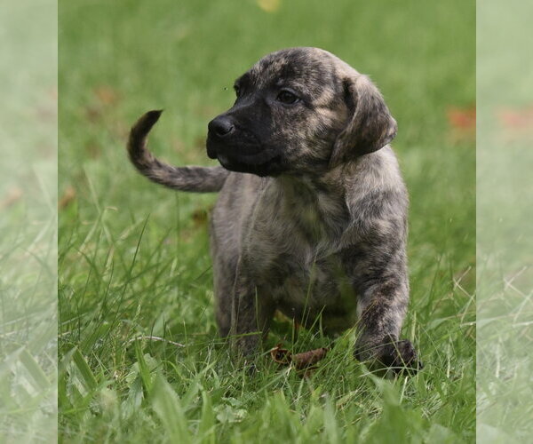 Medium Photo #3 Boxer-Unknown Mix Puppy For Sale in Mechanicsburg, PA, USA
