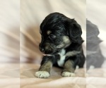 Song - Female Corgipoo Puppy for Sale - Photo #13