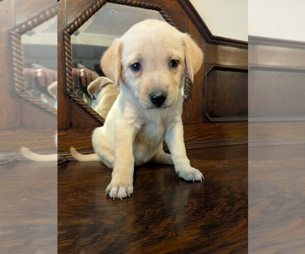 Medium Photo #5 Golden Retriever-Unknown Mix Puppy For Sale in Vail, AZ, USA