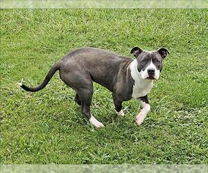 American Pit Bull Terrier Dogs for adoption in Grovetown, GA, USA