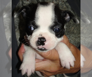 Boston Terrier Puppy for sale in BEND, OR, USA