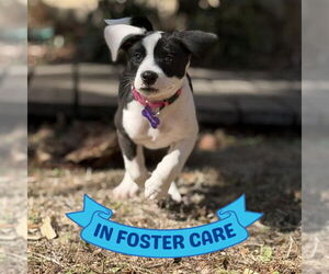 American Staffordshire Terrier-Unknown Mix Dogs for adoption in Tallahassee, FL, USA