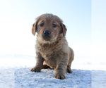 Small Photo #2 Golden Retriever Puppy For Sale in CANTON, SD, USA