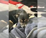 Small #4 Chihuahua
