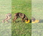 Small #9 Doberman Pinscher Mix