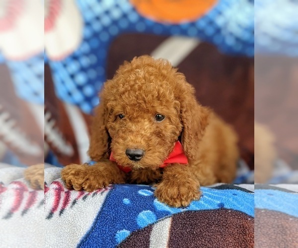 Medium Photo #6 Poodle (Miniature) Puppy For Sale in KIRKWOOD, PA, USA