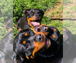 Small #39 Rottweiler