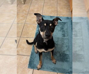 Chipin Dogs for adoption in oakland, FL, USA