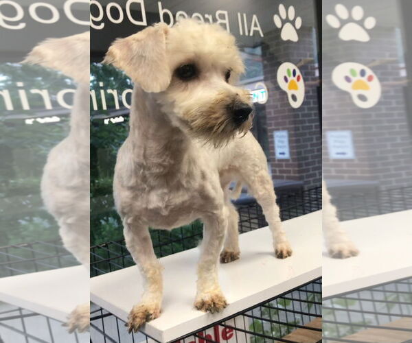 Medium Photo #4 Maltese-Poodle (Toy) Mix Puppy For Sale in Lincolnwood, IL, USA