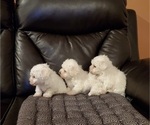Small Photo #7 Bichon Frise Puppy For Sale in JURUPA VALLEY, CA, USA