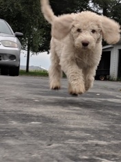 Labradoodle Puppy for sale in PEOSTA, IA, USA