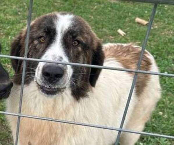 Medium Photo #1 Karakachan Puppy For Sale in ELM GROVE, LA, USA