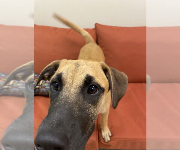 Medium Photo #3 Mutt Puppy For Sale in Elmsford, NY, USA