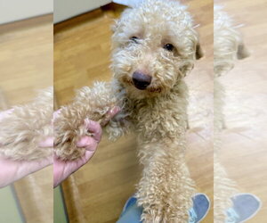Poodle (Miniature) Dogs for adoption in Mount Airy, NC, USA