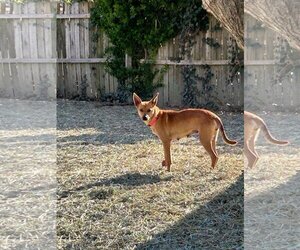 Pembroke Welsh Corgi-Unknown Mix Dogs for adoption in Charlottesville, VA, USA