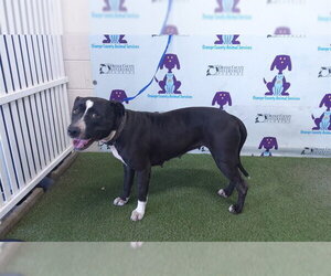 Labrador Retriever Dogs for adoption in Orlando, FL, USA