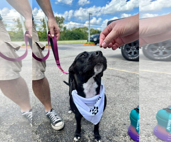 Medium Photo #20 American Pit Bull Terrier-Unknown Mix Puppy For Sale in Germantown, OH, USA