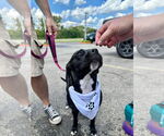 Small #19 American Pit Bull Terrier Mix