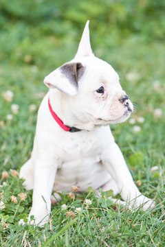 Medium Photo #1 French Bulldog Puppy For Sale in PLYMOUTH, OH, USA