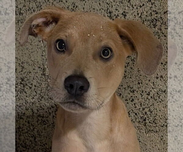Medium Photo #1 Labrador Retriever-Unknown Mix Puppy For Sale in Canton, CT, USA