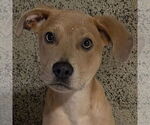 Small Labrador Retriever Mix