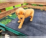 Small #2 Golden Retriever