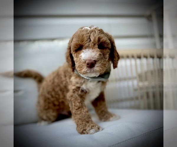 Medium Photo #15 Goldendoodle (Miniature) Puppy For Sale in OWENSBORO, KY, USA