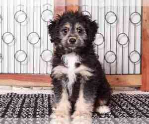 Aussiedoodle Miniature  Puppy for sale in NAPLES, FL, USA