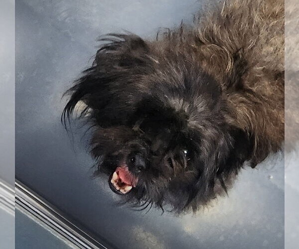 Medium Photo #2 Shih Tzu-Unknown Mix Puppy For Sale in Oakland Park, FL, USA