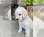 Small Photo #9 Labradoodle Puppy For Sale in TAHLEQUAH, OK, USA