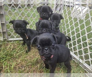 Pug Litter for sale in HILLSDALE, MI, USA
