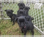 Small Pug