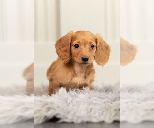 Medium Photo #4 Dachshund Puppy For Sale in WARSAW, IN, USA