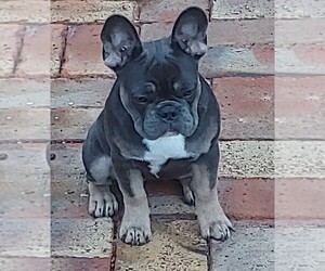 French Bulldog Puppy for sale in YUMA, AZ, USA
