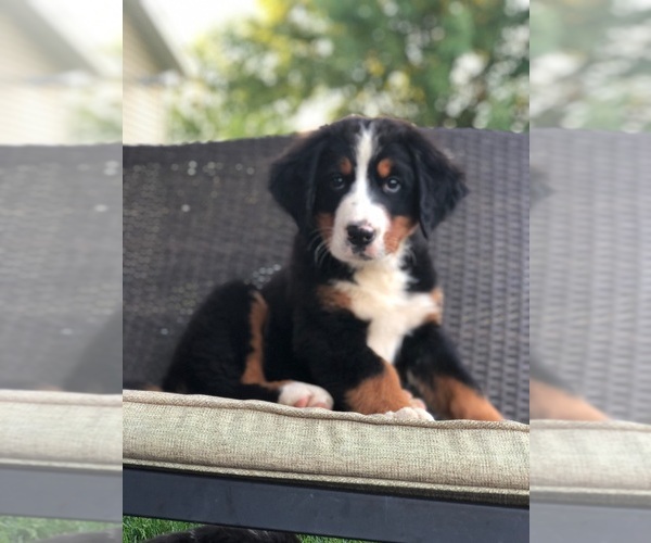 Medium Photo #1 Bernese Mountain Dog Puppy For Sale in WILLARD, OH, USA