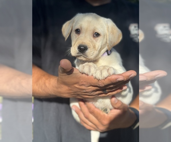 Medium Photo #2 Labrador Retriever Puppy For Sale in GERBER, CA, USA