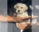 Small #1 Labrador Retriever