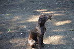 Puppy 2 German Shorthaired Pointer