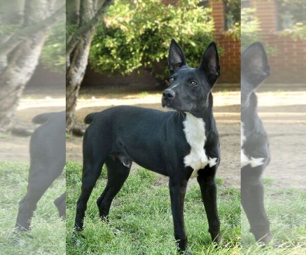 Medium Photo #4 Mutt Puppy For Sale in Okolona, MS, USA