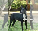 Small #3 Mutt