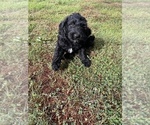 Small #4 Aussiedoodle