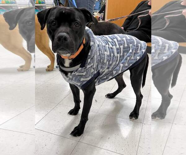 Medium Photo #12 American Staffordshire Terrier-Unknown Mix Puppy For Sale in Minneapolis, MN, USA