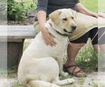 Small Photo #1 Labrador Retriever Puppy For Sale in WAGENER, SC, USA