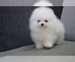 Small Pomeranian