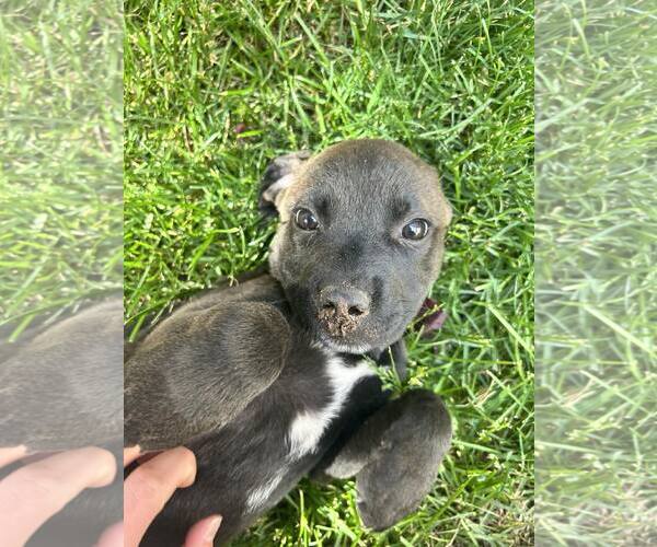 Medium Photo #4 Mutt Puppy For Sale in Sandy, UT, USA