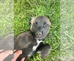 Small #3 Mutt