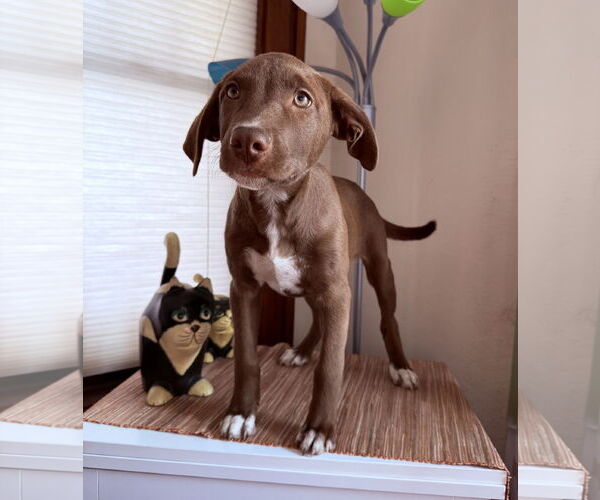 Medium Photo #1 Labrador Retriever-Unknown Mix Puppy For Sale in Des Moines, IA, USA