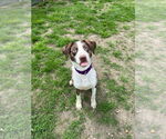 Small #1 Australian Shepherd Mix